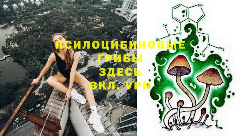 Псилоцибиновые грибы Cubensis  Алагир 